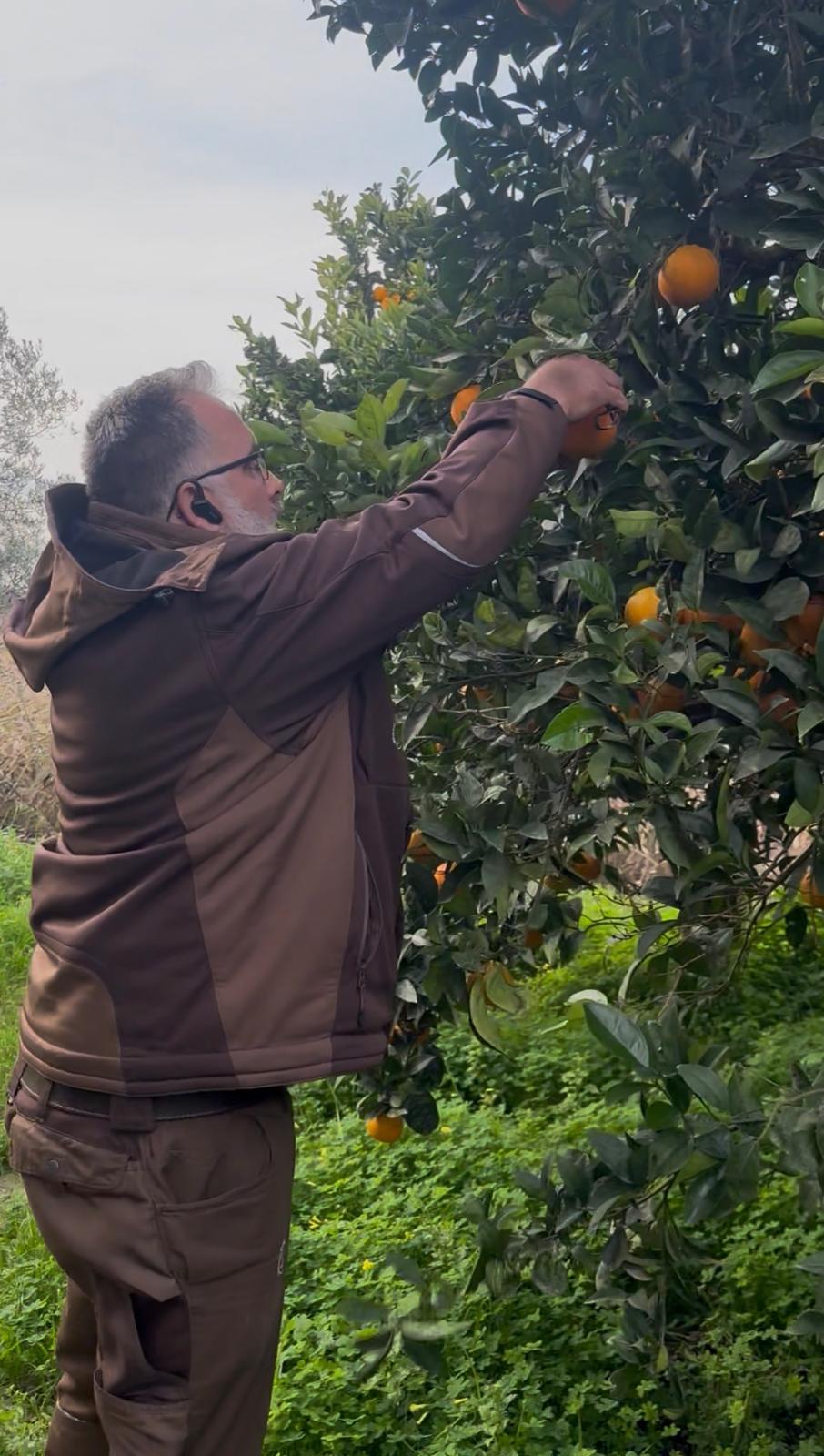 Orangen aus Apulien – 4 kg
